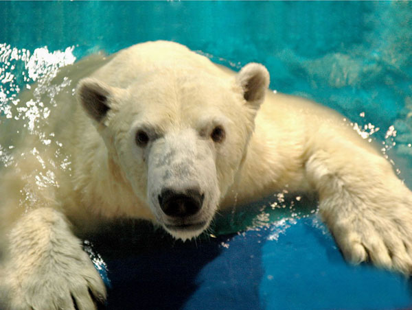 Harbin Polarland, Polar Bears Chin